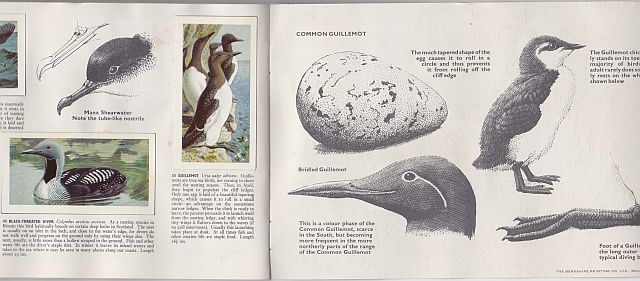 Tunnicliffe, Wild Birds album, 1965