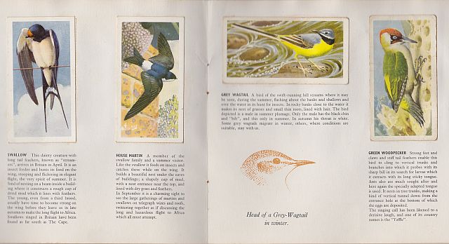 Tunnicliffe, Bird Portraits cards, 1957
