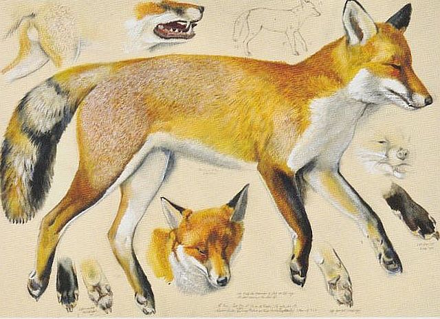 Tunnicliffe, measured drawing of a fox, 1964