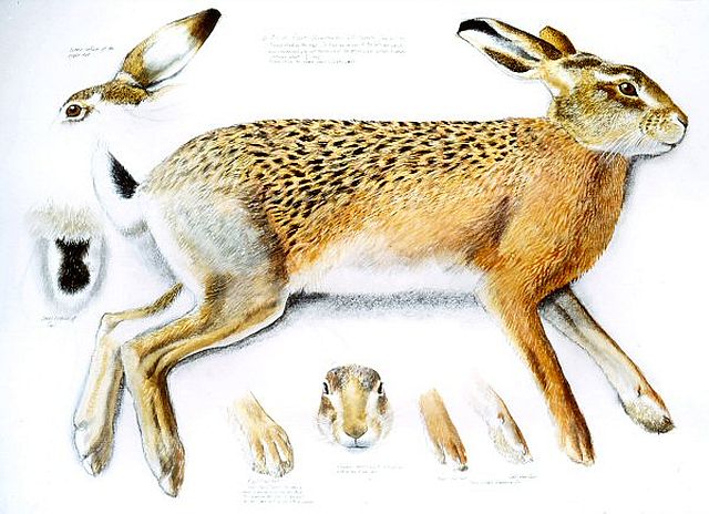 Tunnicliffe, Measured drawing of a female Brown Hare, 1973