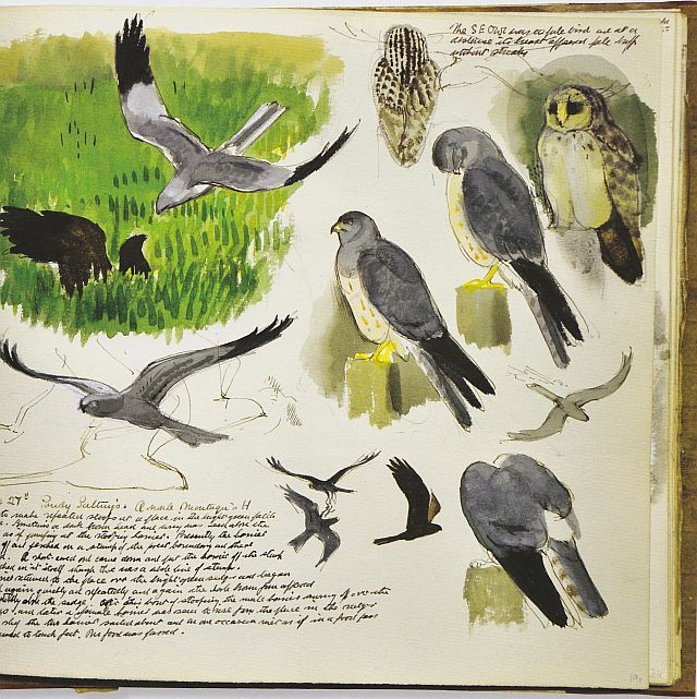 Tunnicliffe, Short-Eared Owl and Montagu's Harrier, Cefni saltmarsh, sketchbook, 1956
