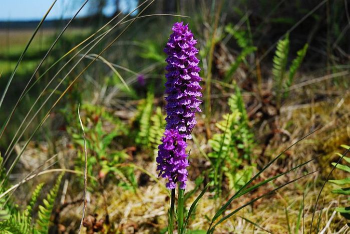 Northern Marsh Orchid 2